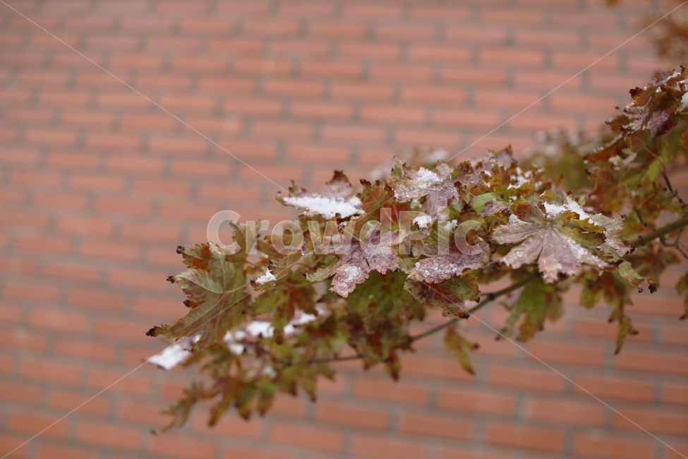 겨울,눈,추위,낙엽,단풍,나무,잎,하얀색,갈색,강추위,폭설,눈꽃,식물,자연,plants,nature