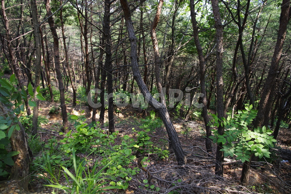 신록,초록,나무,식물,plant,자연,nature,숲,자연,풍경,nature,landscape,tree,ground,바닥,tree trunk,나무 줄기,vegetation,초목
