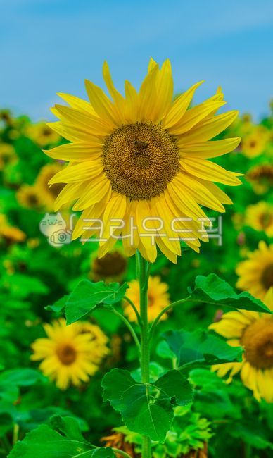 sunflower,plant,flower,summer plant,leaf,summer flower,outdoor,nature,summer,summer,season,plants,nature,flower,plant