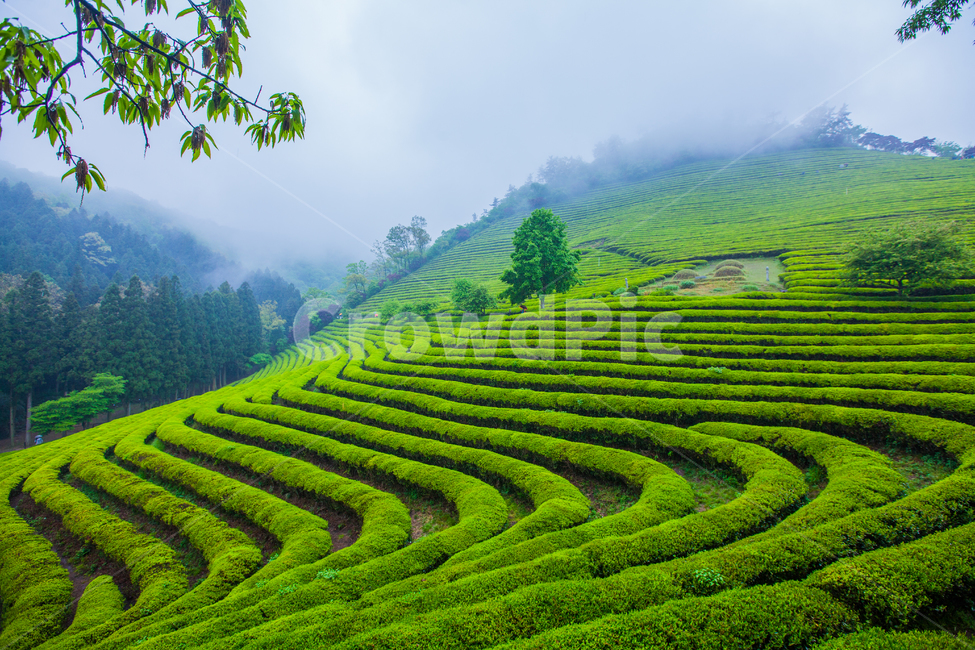 Boseong Green Tea Field,green tea field,green tea,Rainy scenery,Freshness