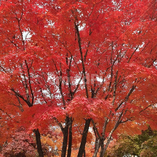 나무,단풍,가을,빨강,단풍나무,maple,식물,자연,autumn,단풍잎,가을풍경,가을배경,가을,계절,fall,autumn,season,tree,plant