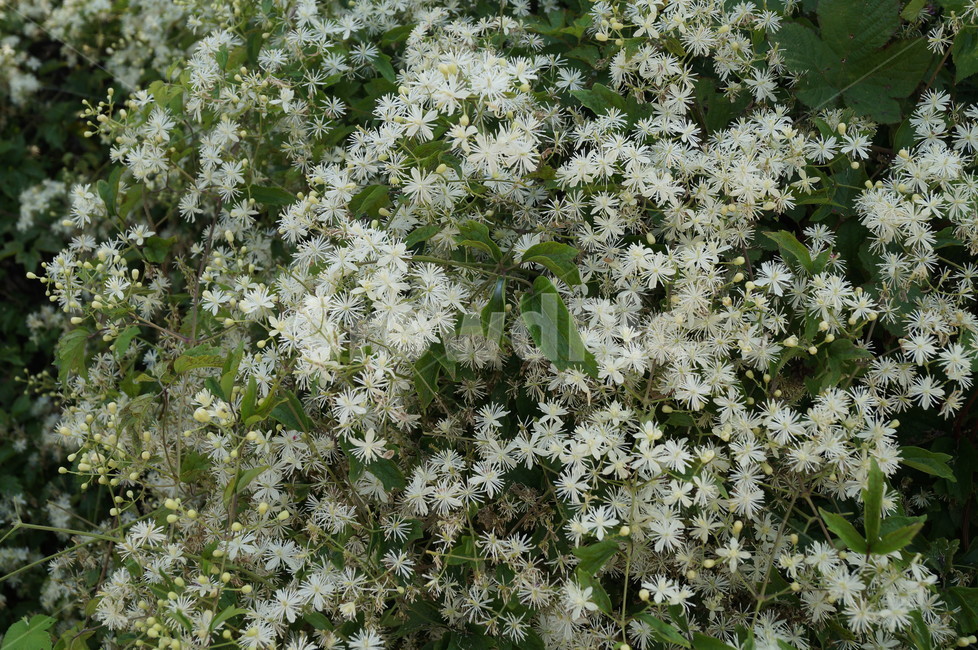 들꽃,야생화,꽃,식물,흰꽃,덩굴식물,식물,자연,plants,nature,꽃,flower