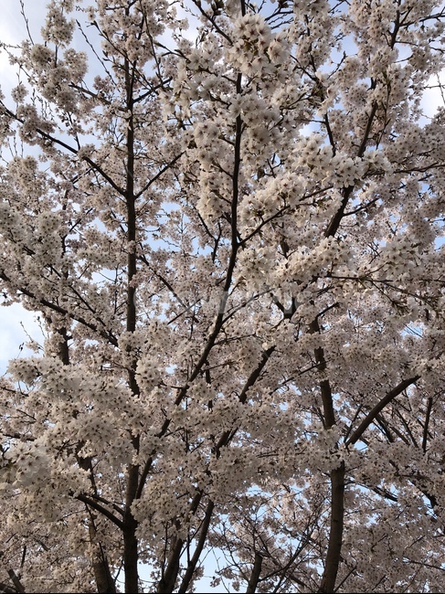 벚꽃,꽃,벚꽃나무,봄,나무,cherryblossom,flower