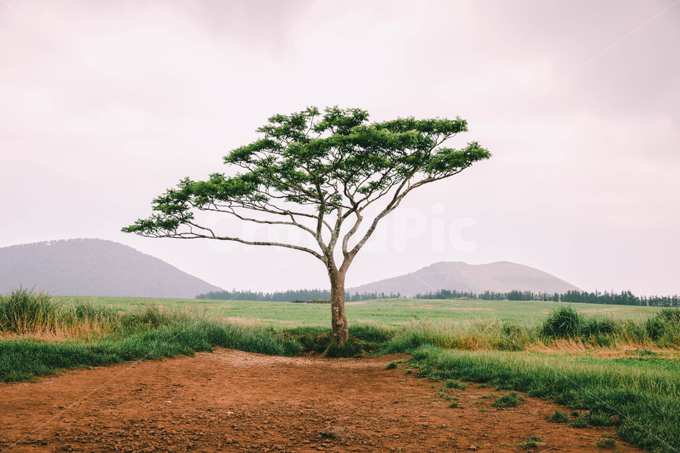 Saebyeol Oreum Outcast Tree,Jeju,Jeju grazing land,outcast tree,nature,tree,jeju island,jejuisland,trees,korea,plants,background,jeju,plant,sight,Korean natural scenery,wood,Wallpapers,Saebyeol Oreum,landscape