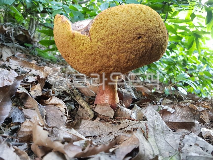 Dishes clattering,Medicinal mushrooms,Inside the Mushroom,mushroom,clamshell mushroom