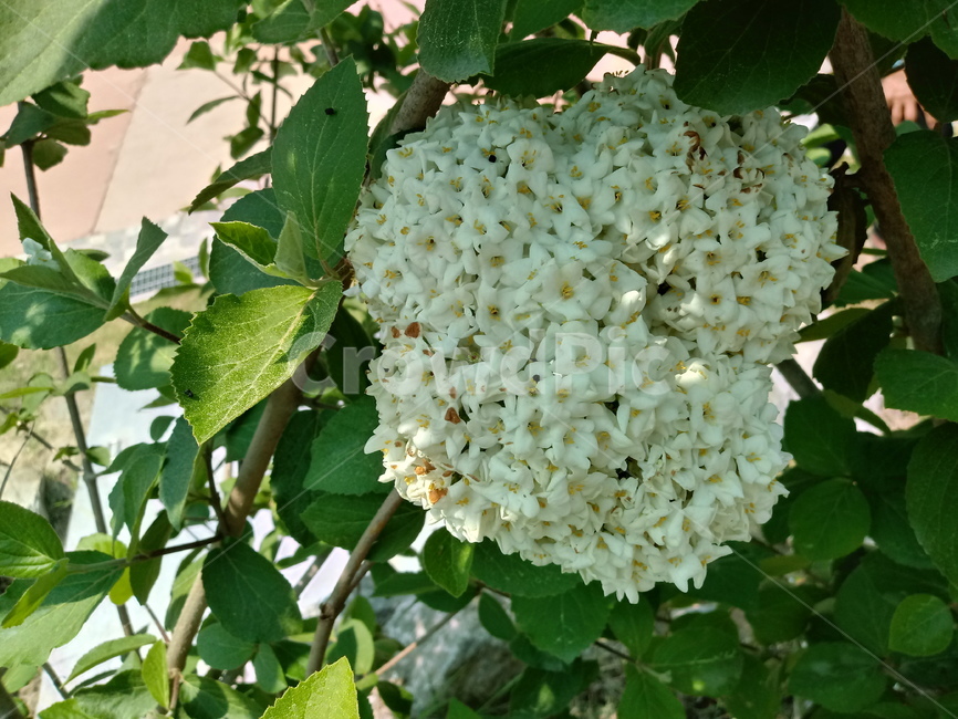 수국,자양화,간판수국,아탑수구,나무,꽃,마른꽃,식물