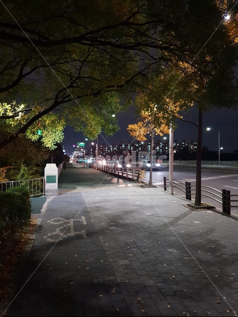 밤,가을,산책,가로수,저녁,도로,보도블럭,야경,밤,풍경,nightscape,night,landscape,도시,city,path,통로,asphalt,아스팔트,pavement,포장,sidewalk,보도