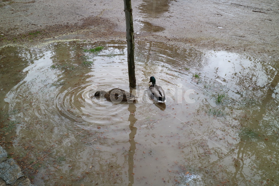오리,천둥오리,웅덩이,공원,여름,자연,물,animal,water,동물,bird,새,헤엄,땅,동물,animal,조류,새,birds