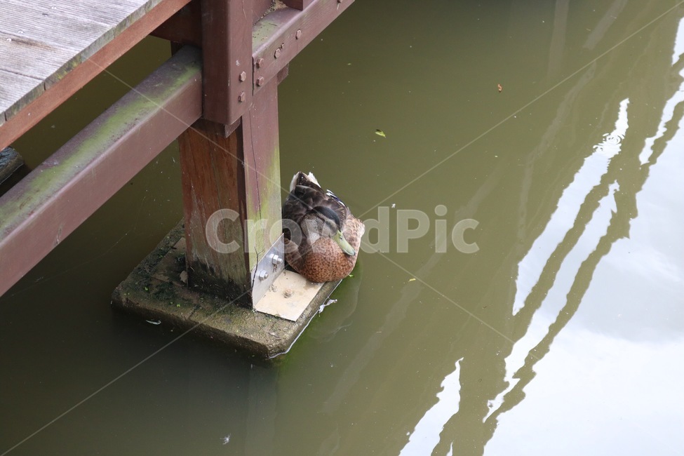 오리,동물,자연,물,duck,ahiru,animal,doubutsu,nature,water,mizu,동물,animal,조류,새,birds
