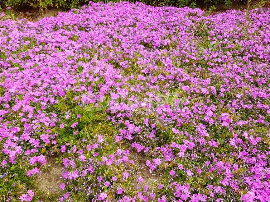 봄,꽃,꽃잔디,들판,grass,spring,flower,식물,자연,plants,nature,꽃,flower