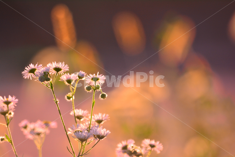 atmosphere,September,yellow,backlight,dreamy,fall image,At sunset,fall,autumn mood,season,Emotion,bokeh of light,sensible,faint,soft,feeling,brown,Gamancho,sunlight,wildflowers,emotion,Autumn sensibility,light,background,sunset,bokeh,wild flowers,october,