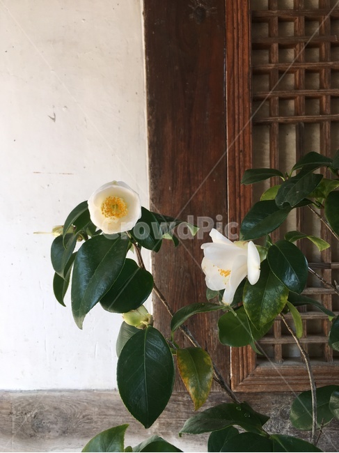 동백나무,동백꽃,흰동백,꽃,문,camelliatree,camelliaflower,whitecamellia,flower,door