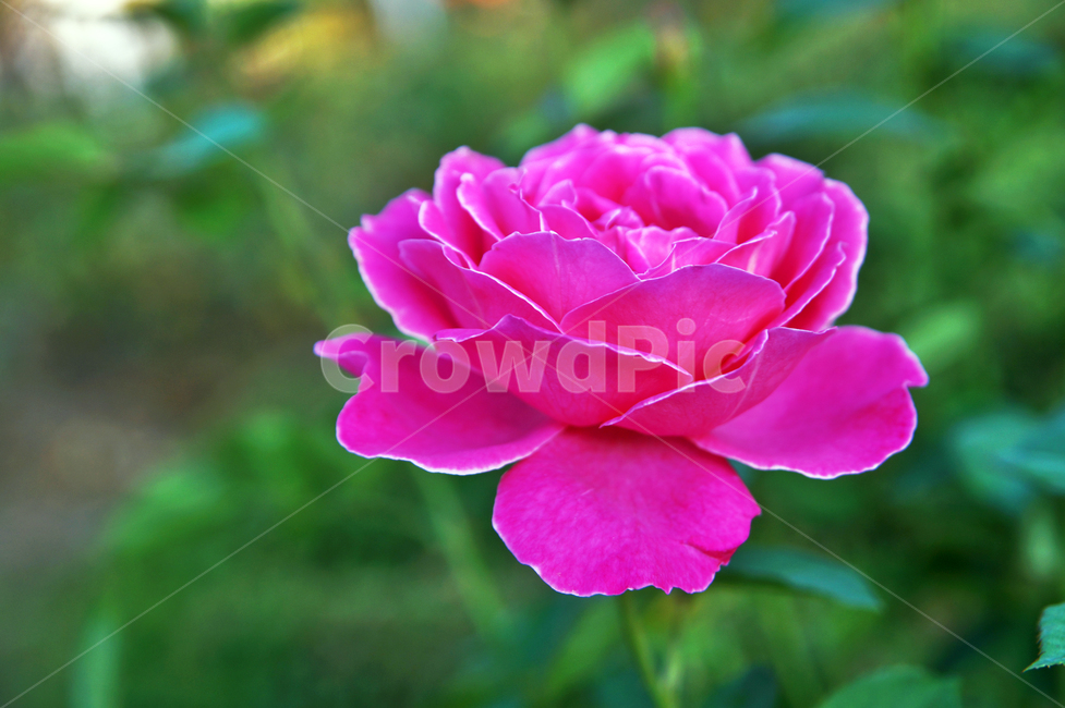 장미,꽃,분홍장미,식물,관상용,자연,식물,자연,plants,nature,꽃,flower