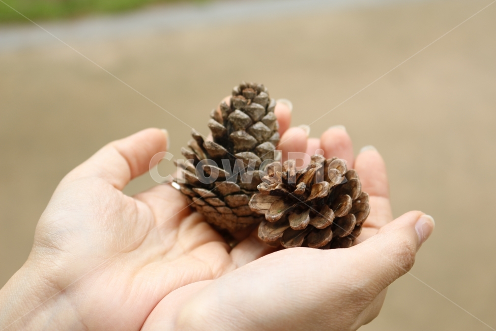 손,솔방울,감성,가을,소품,정원,공원,일상,가을,계절,fall,autumn,season,tree,나무,plant,식물