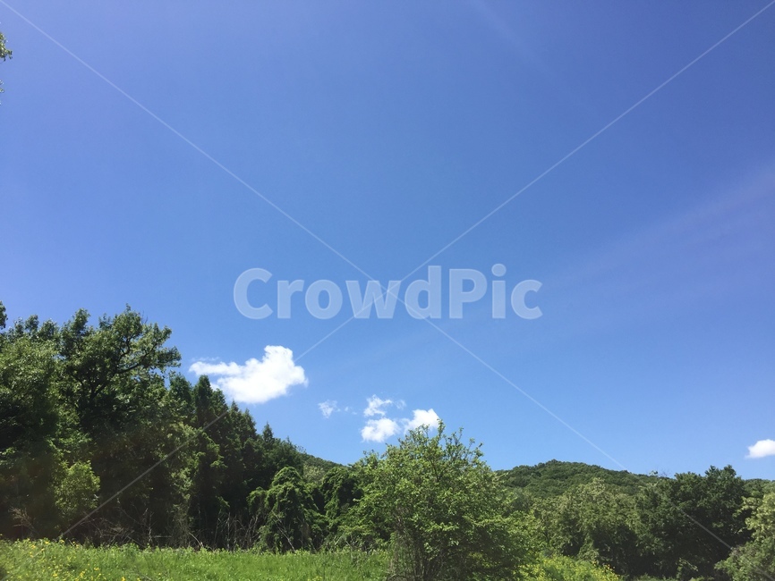 자연,nature,목초지,grassland,식물,plant,잔디,grass,들,field