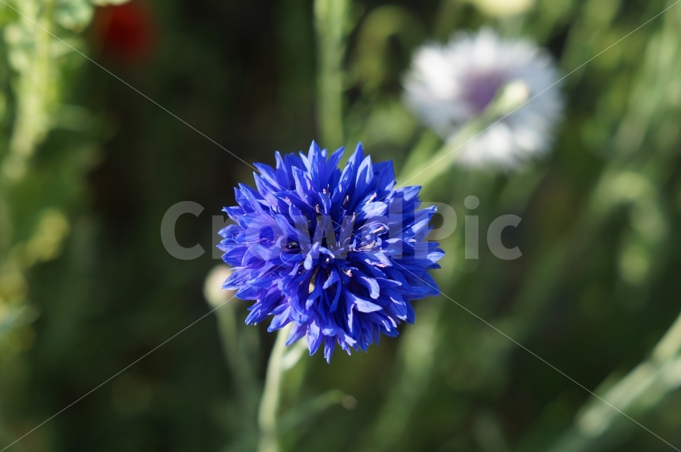 봄꽃,봄꽃축제,태화강,야생화,꽃사진,식물,자연,plants,nature,꽃,flower