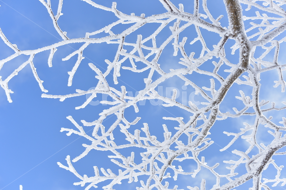 snow,winter,Snow branches,Sango University,Sky Sango University,1100 altitude