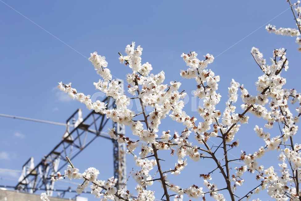 자연풍경,봄,매화,철도,나무,flower,봄,계절,spring,season,식물,자연,plants,nature,꽃,flower,plant,blossom