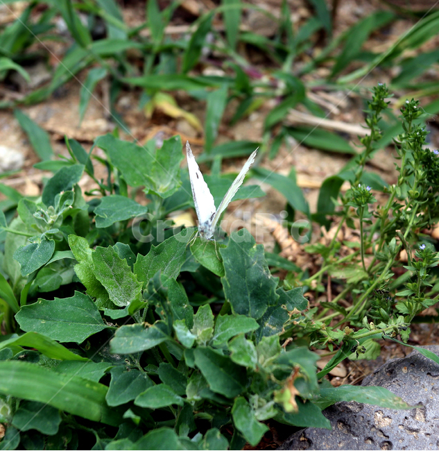 곤충,나비,날개,흰나비,산,동물,animal,곤충,벌레,insect,bug