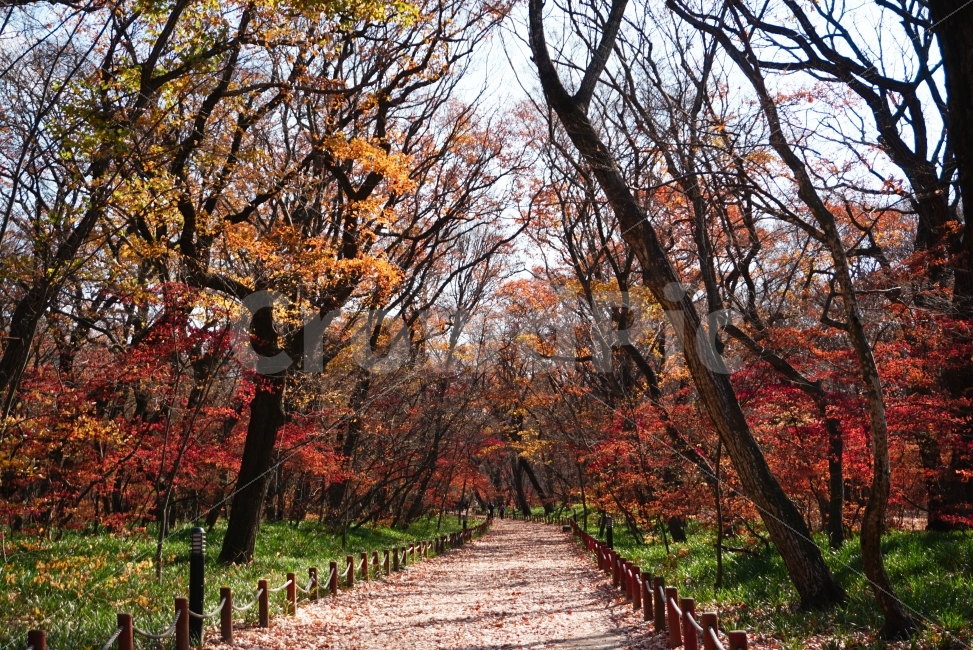 가을,단풍,길,자연,감성,가을,계절,fall,autumn,season,자연,풍경,nature,landscape,식물,plants,나무,trees,wood,tree,plant,leaf,잎