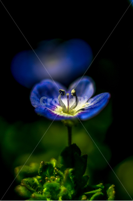 큰개불알꽃,꽃,들꽃,야생화,식물,자연,flower,식물,자연,plants,nature,꽃,flower
