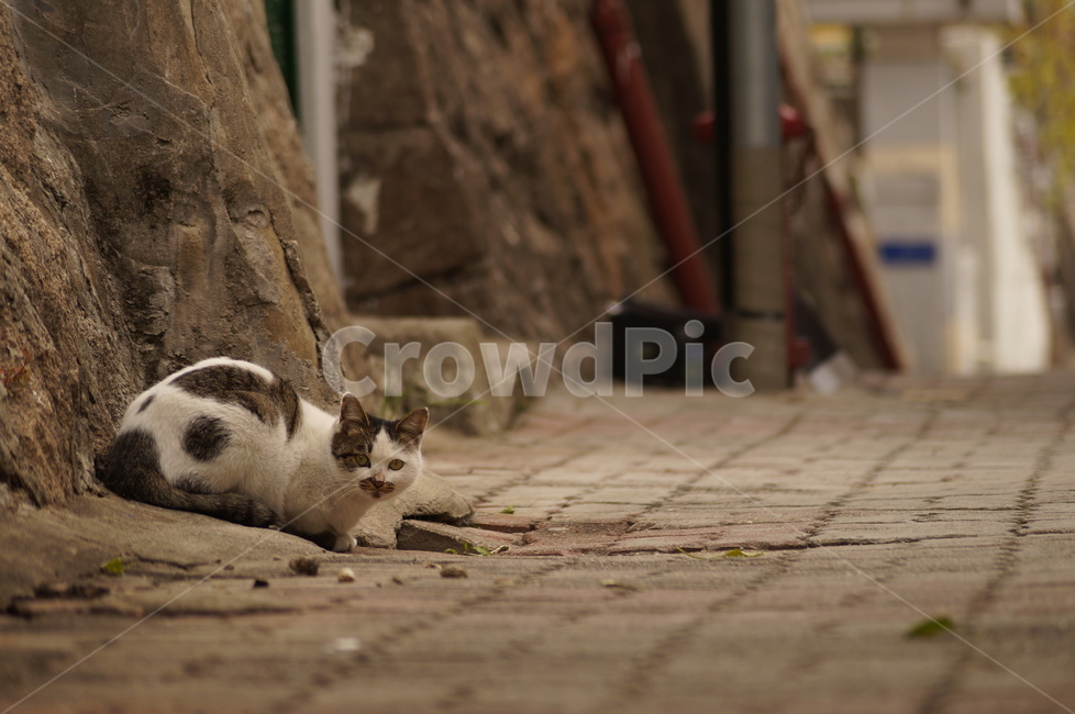고양이,길냥이,캣,동물,cat,animal,골목,동물,animal,포유류,mammal,고양이,cat,kitten,kitty