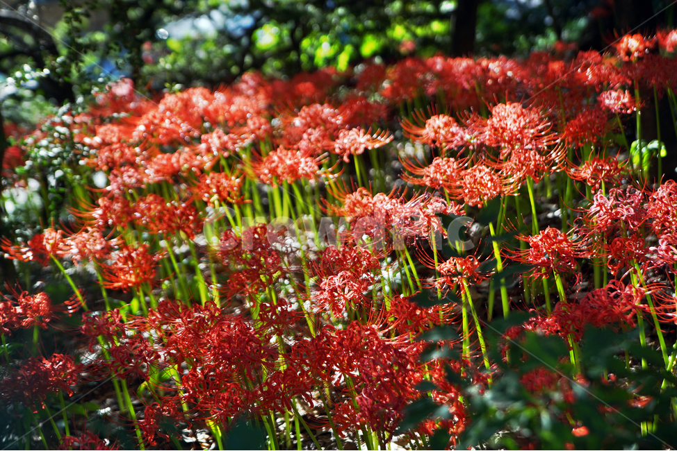 꽃무릇,상사화류,석산,독무릇,산오독,산두초,redspiderlily,가을,빨간꽃,식물,화단용,꽃꽂이용,식물,자연,plants,nature,꽃,flower