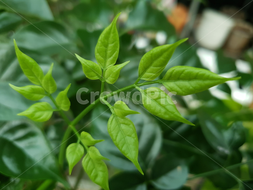 plant,식물,잎,새순,생명력,생기,초록색