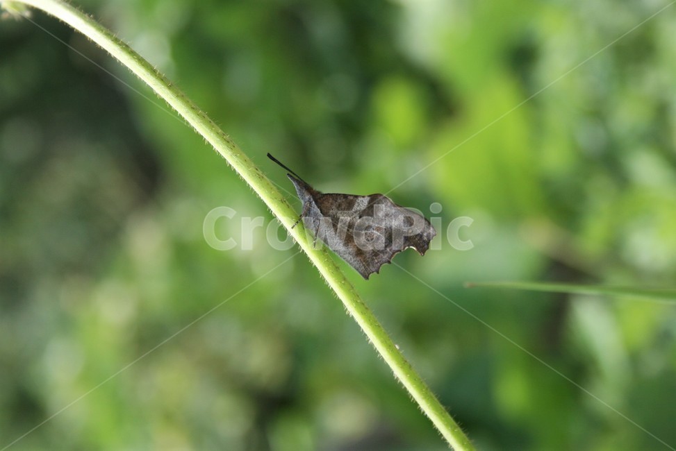 뿔나비,네발나비과,나비,야생곤충,곤충,동물,자연,동물,animal,곤충,벌레,insect,bug