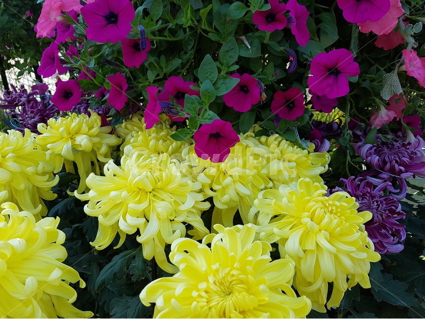 flower,꽃,식물,근접촬영,자연,식물,자연,plants,nature,꽃,flower