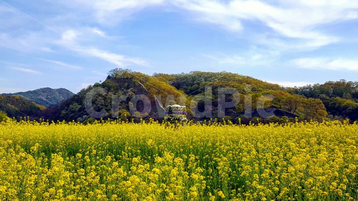 금강둔치,꽃,하늘,유채,배경,국내,여행,자연,풍경,nature,landscape,봄,계절,spring,season,outdoors,옥외,field,들,grassland,목초지,rural,농촌,farm,농장,meadow