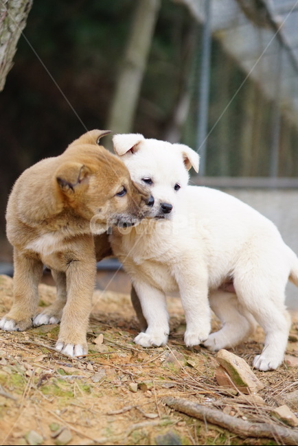 강아지,똥개,애완동물,개,dog