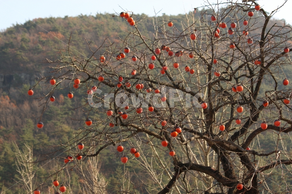 감,가을,시골,늦가을,풍성함,가을,계절,fall,autumn,season,식물,자연,plants,nature,나무,trees,wood,과일,열매,fruit,plant,food,음식,persimmon