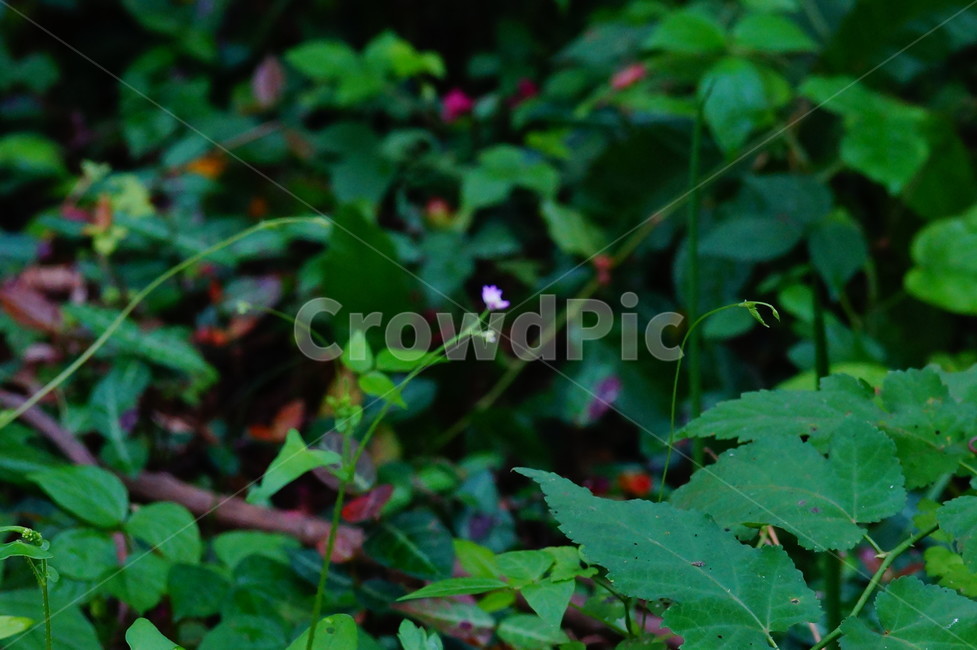 flower,꽃,plant,식물,blossom,식물,자연,plants,nature,꽃,flower