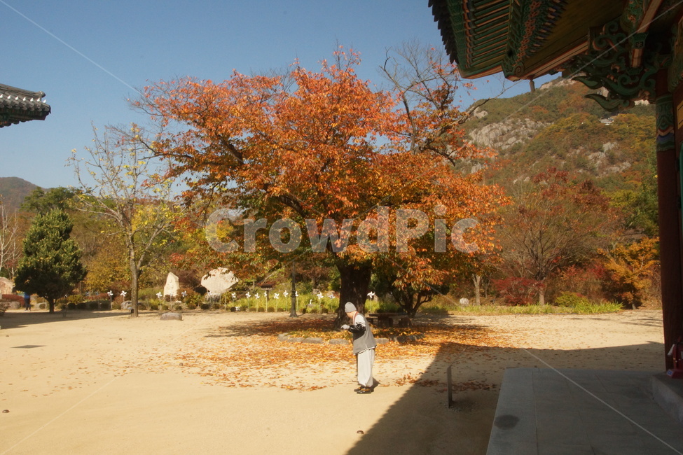 tree,나무,plant,식물,person,사람,가을,fall,autumn,가을빛,autumnaltints,운문사,unmunsatemple,불교,buddhism,buddhistreligion,부처,buddha,단풍,fallfoliage,autumncolors