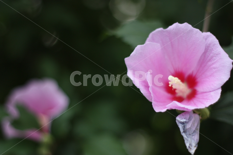 무궁화,한국,조선,자연물,우리나라꽃,꽃,flower,대한민국,상징,분홍색,꽃술,자연,생태,생명,꽃잎,natural,nature,pink,애국심,조국,koreaflower,애국,민족,삼일절