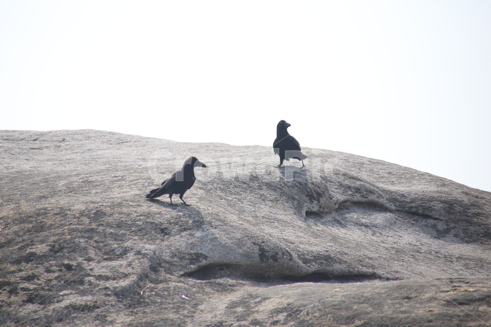 자연,산,풍경,동물,새,동물,animal,조류,새,birds