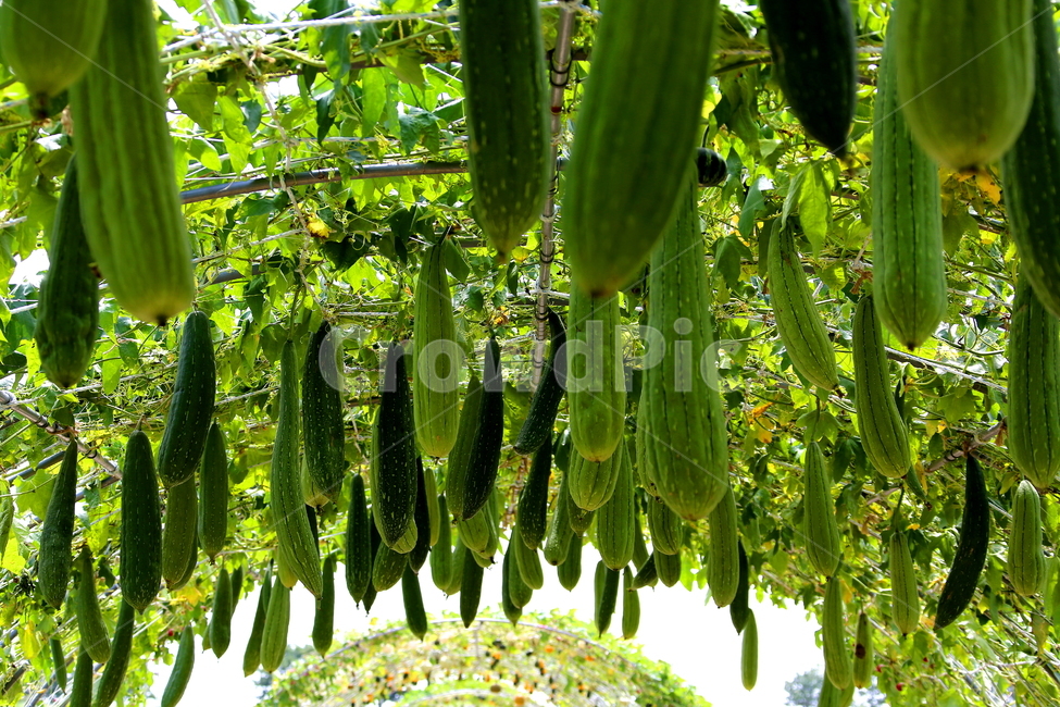 식물,결실,자연,풍경,열매,식물,자연,plants,nature