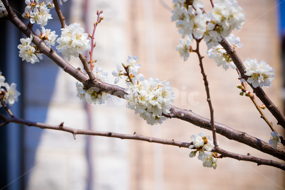 plant,식물,blossom,꽃,flower
