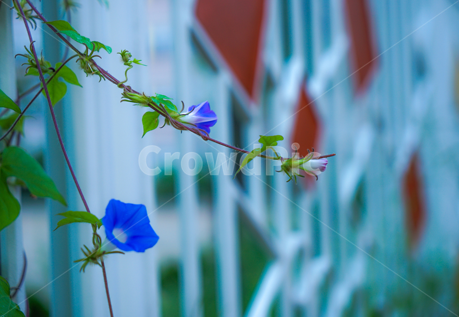 나팔꽃,꽃,들꽃,야생화,넝쿨,식물,자연,식물,자연,plants,nature,꽃,flower