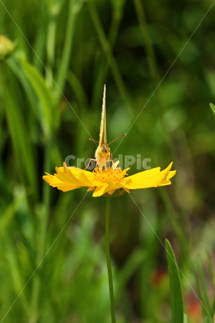 곤충,봄,식물,정원,자연,야외,식물,자연,plants,nature,꽃,flower,동물,animal,곤충,벌레,insect,bug
