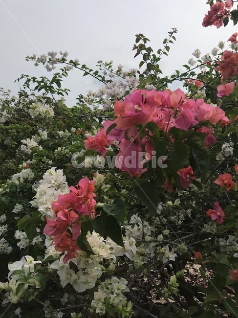 철죽,blossom,geranium,제라늄,꽃,flower,식물,plant