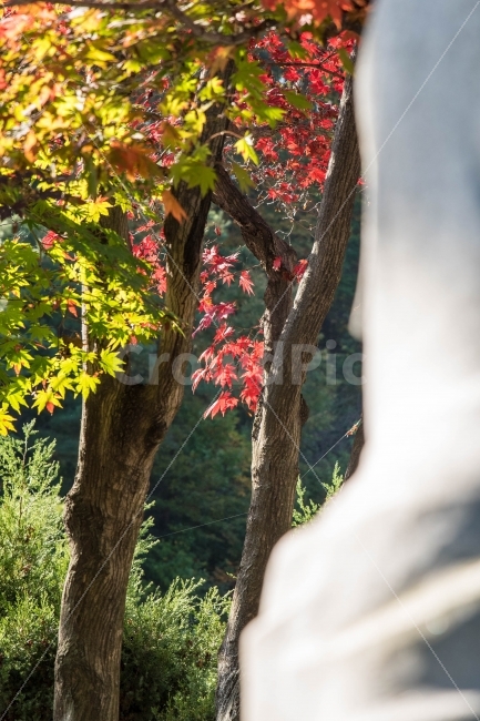 단풍,나무,가을,숲,식물,계절,생태,자연,잎,붉은색,가을,계절,fall,autumn,season,식물,자연,plants,nature,나무,trees,wood,leaf,plant,tree