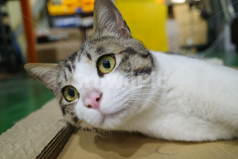 냥이,고양이,코,눈,입,귀