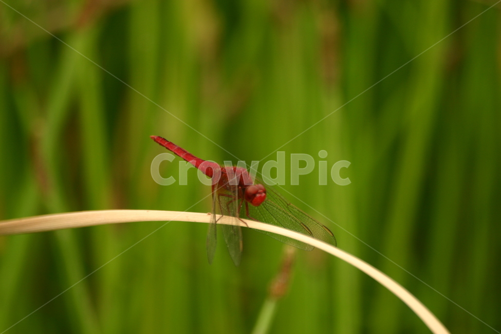 잠자리,dragonfly,곤충,insect,macro,fly,nature,green,bug,leaf,wings,closeup,animal,wildlife,damselfly,closeup,fauna,eyes,blue,summer,detail,insects,grass,garden,wing,wild,close,동물,animal,곤충,벌레,insect,bug