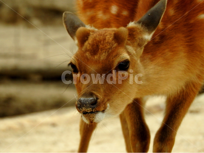 동물,사슴,짐승,animal,deer,동물,animal,포유류,mammal