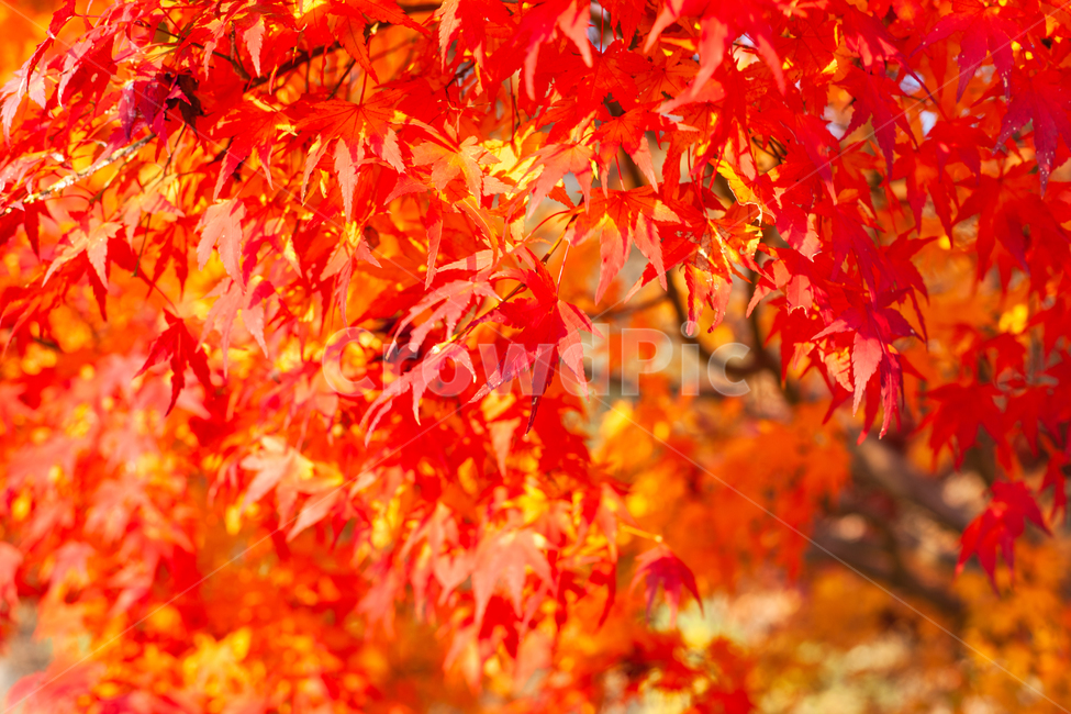 가을,단풍,단풍나무,단풍잎,나무,나뭇잎,가을,계절,fall,autumn,season,plant,식물,leaf,잎,tree,maple