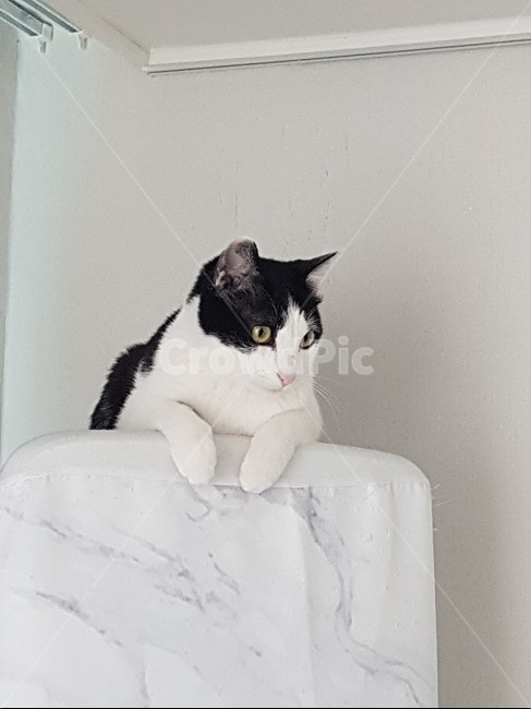 고양이,코리안숏헤어,바둑이,에어컨,쉬는양이
