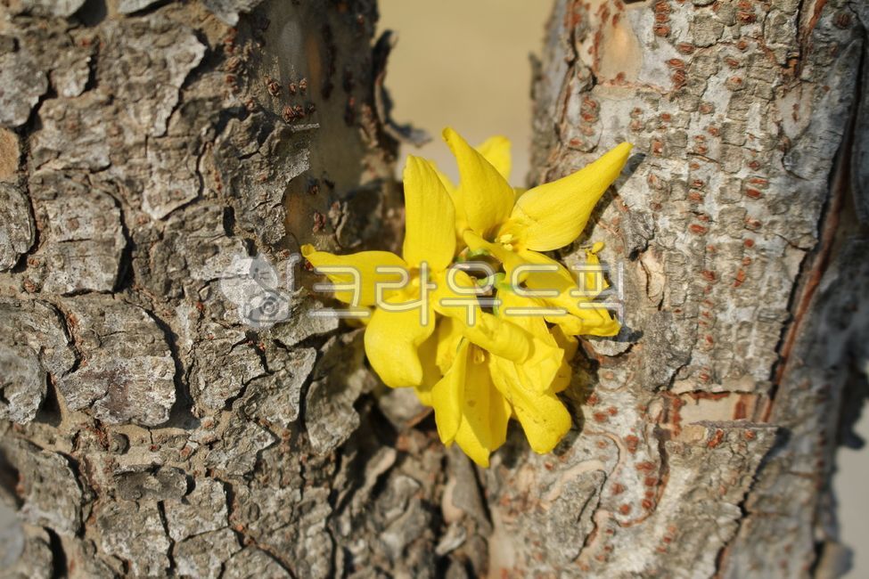 forsythia,plant,tree,pretty flower