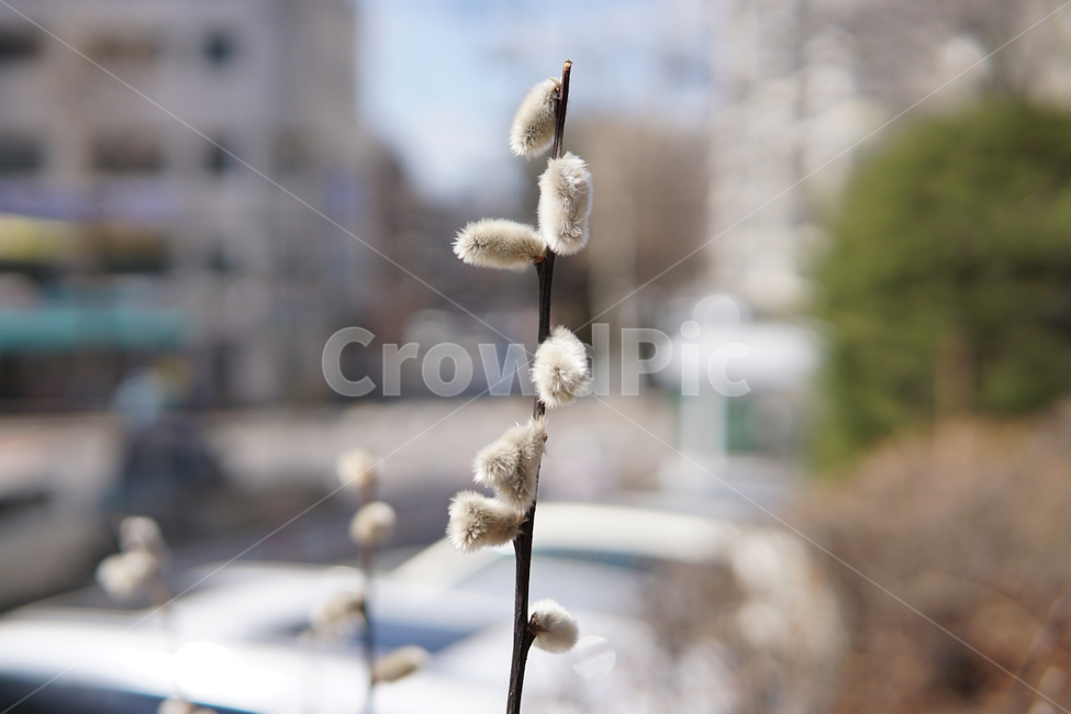 plant,자연,nature,생태계,나무,wood,봄,spring,입춘,버들강아지,들풀,풀,식물,식물,자연,plants,nature,꽃,flower